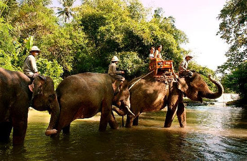 Bali Zoo Park Dan Ubud Tour